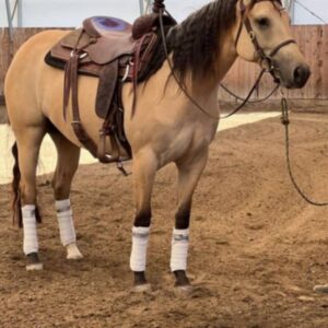 Titus Equine’s Fancy