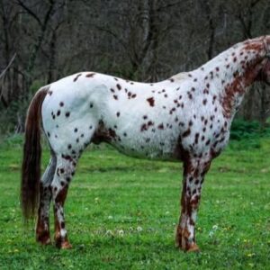 Appaloosa Gelding