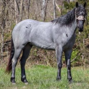 GORGEOUS TRUE BLUE ROAN