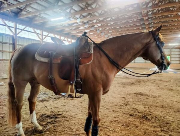 Genuine Sulphur  Billy Cook training saddle 9030 - Image 6