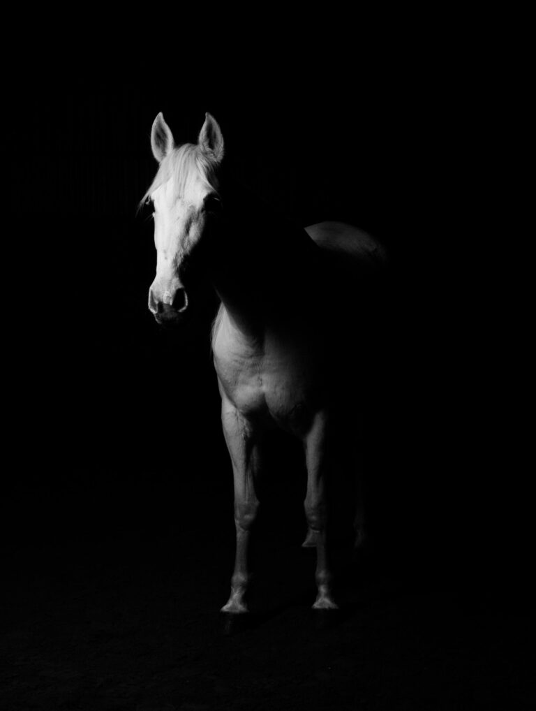 Elegant white horse portrait in striking black and white lighting against a dark background.